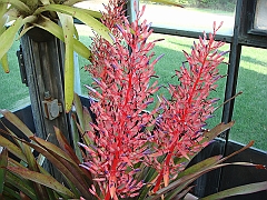 340 Longwood Gardens [2008 August 23]